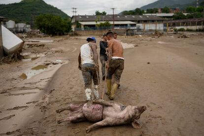 Hombres arrastran un cerdo vivo que encontraron atrapado en el lodo después de las inundaciones.