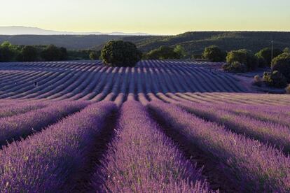 Campos de lavanda en Brihuega (Guadalajara).