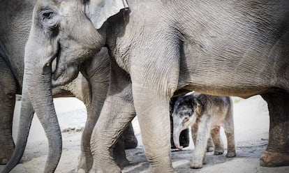 Una cr&iacute;a reci&eacute;n nacida de elefante camina junto a su madre en el recinto de elefantes del zoo de Amersfoort, en Holanda.