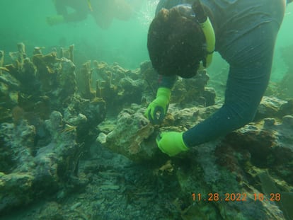 Restauración del coral en las islas Turneffe (Belice), en noviembre de 2022.