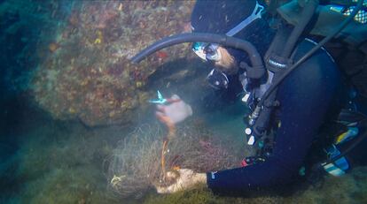 Un submarinista retira redes abandonadas en el del fondo del litoral de Girona.