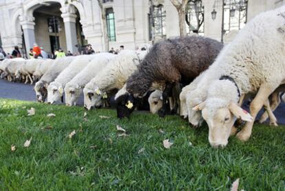 Varias ovejas pastan en un parterre frente al palacio de Cibeles, sede del Ayuntamiento de Madrid.