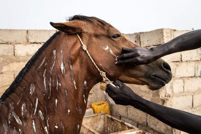 Un conductor limpia y unta manteca de karité a su caballo antes de un día de trabajo por la capital senegalesa.