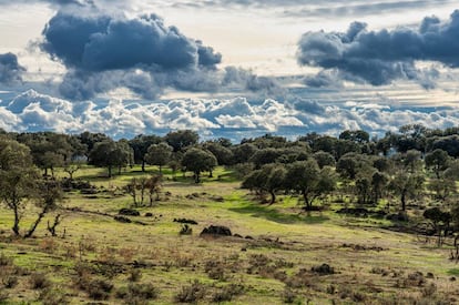 Paisaje de una dehesa extremeña.