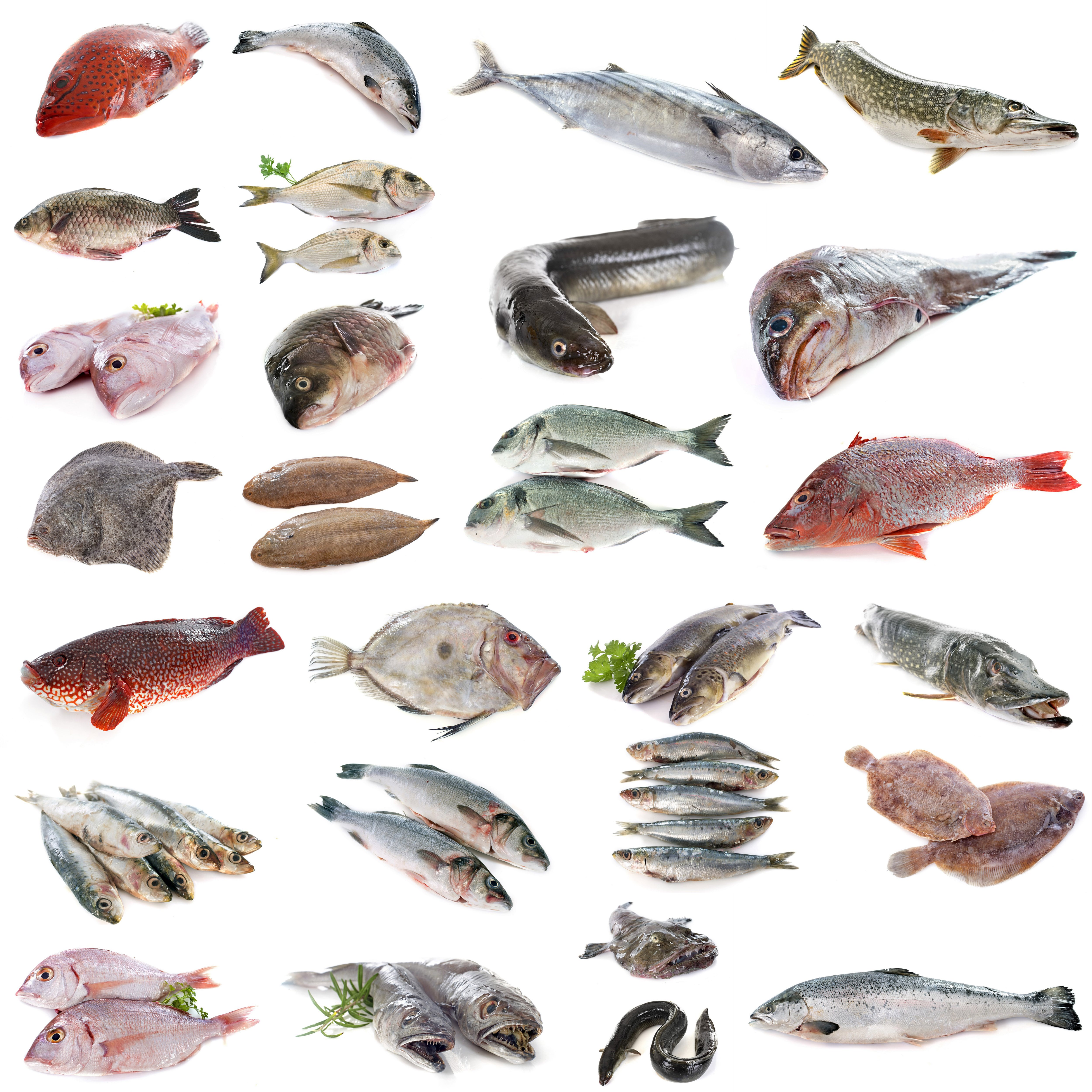 Pescado de roca, azul, blanco o semigraso: diferencias y cómo descubrir su punto de frescura
