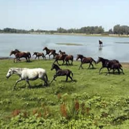 Caballos salvajes en las marismas de Doñana