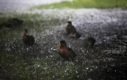Varios patos son salpicados por las fuertes lluvias de la tormenta tropical Hermine, en Carolina del Sur (EE.UU).
