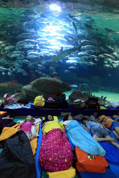 Un grupo de niños duerme en el acuario l'Oceanogràfic de la Ciudad de las Artes y las Ciencias, en Valencia.