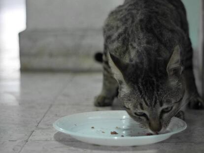 Un gato, en una imagen de archivo.