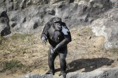 Azalea, la chimpacé de 19 años de nombre coreano "Dallae", fuma un cigarrillo en el Zoo Central de Pyongyang (Corea del Norte), el 19 de octubre. El zoo se ha convertido en uno de los lugares predilectos de los norcoreanos desde que reabrió en julio. Azalea fuma un paquete diario aunque ellos afirman que no se traga el humo.