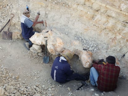 Parte del equipo de excavación, aflorando parte de una de las gigantescas vértebras.