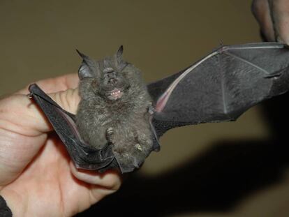 El murciélago pie de herradura de Willard perderá el 100 de su hábitat en unas décadas.