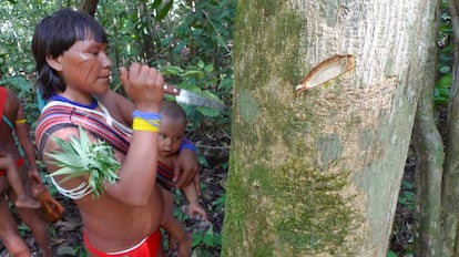 Una mujer de la tribu Yanomami cultiva un &aacute;rbol medicinal. 