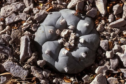 El peyote tiene una poderosa raíz contráctil que casi puede ocultar a la planta en momentos desfavorables.