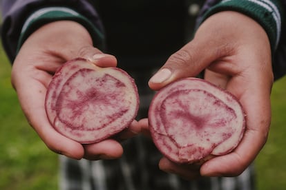 Una joven enseña una papa Mambera Rosada, en Cumbal.
