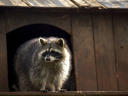 Un mapache en una casa de madera. 