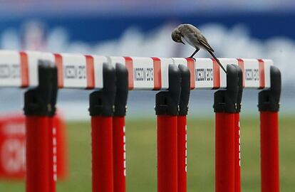 Un pájaro se posa sobre una de las vallas del estadio Luzhniki antes de la prueba de 400 metros valla femeninos.