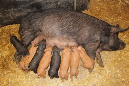 La vida en una granja ecológica, con más espacio, libertad y camas de paja