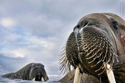 'Wildlife Photographer of the Year'.