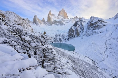 Un atrapamoscas coliblanco descansa en un árbol del Parque Nacional Los Glaciares (Argentina) en esta impresionante imagen obtenida por el fotógrafo estadounidense Floris van Breugel.