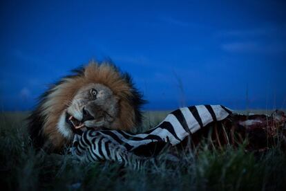 La mirada a la naturaleza la aportará el reportero de 'National Geographic Magazine' Michael Nichols a través de la exposición 'La corta y feliz vida de un león en el Serengueti'. Arriba, un león devora una zebra en el parque nacional de Tanzania en 2012. La imagen forma parte de un artículo que la revista publicó en agosto de este mismo año.