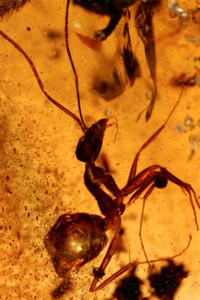 Un insecto de 50 millones de años conservado en ámbar hallado en India.