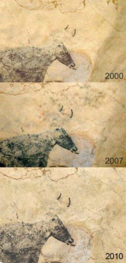 Estado de la llamada Vaca negra entre 2000-2010, con la progresión de manchas negras por los hongos. Imagen cortesía del Ministerio de Cultura de Francia.