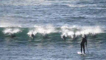 Vídeo del encuentro entre un grupo de delfines y un hombre practicando paddle surf.