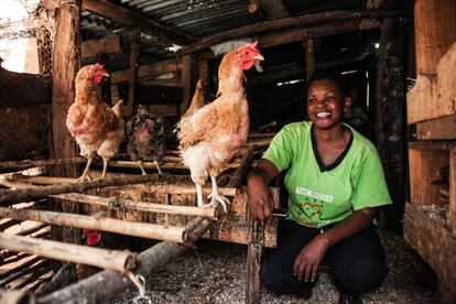 Betty cría pollos en la región de Kakamega. Gracias a un financiamiento obtenido por el servicio telefónico m-Pesa a través del programa Kardep ha podido comprar nuevos ejemplares.