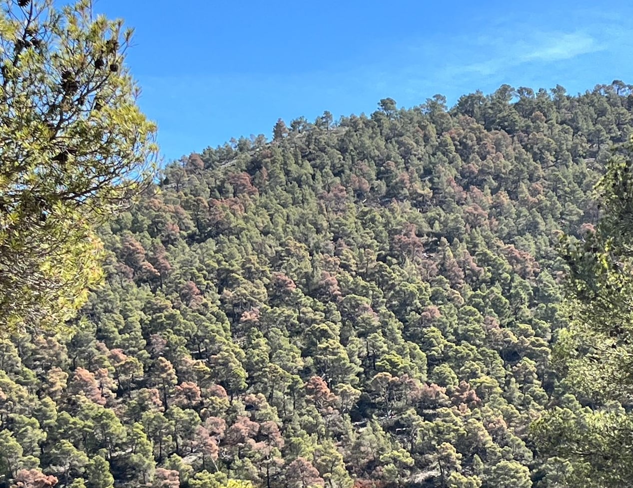 La falta de lluvias y el calor extremo provocan la muerte masiva de árboles en...