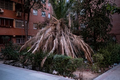 Una palmera partida en la plaza de Martínez Olmedilla, en Vallecas.