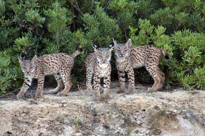 Varios linces en campos andaluces controlados por Iberlince.