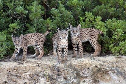 Varios linces en campos andaluces controlados por Iberlince.