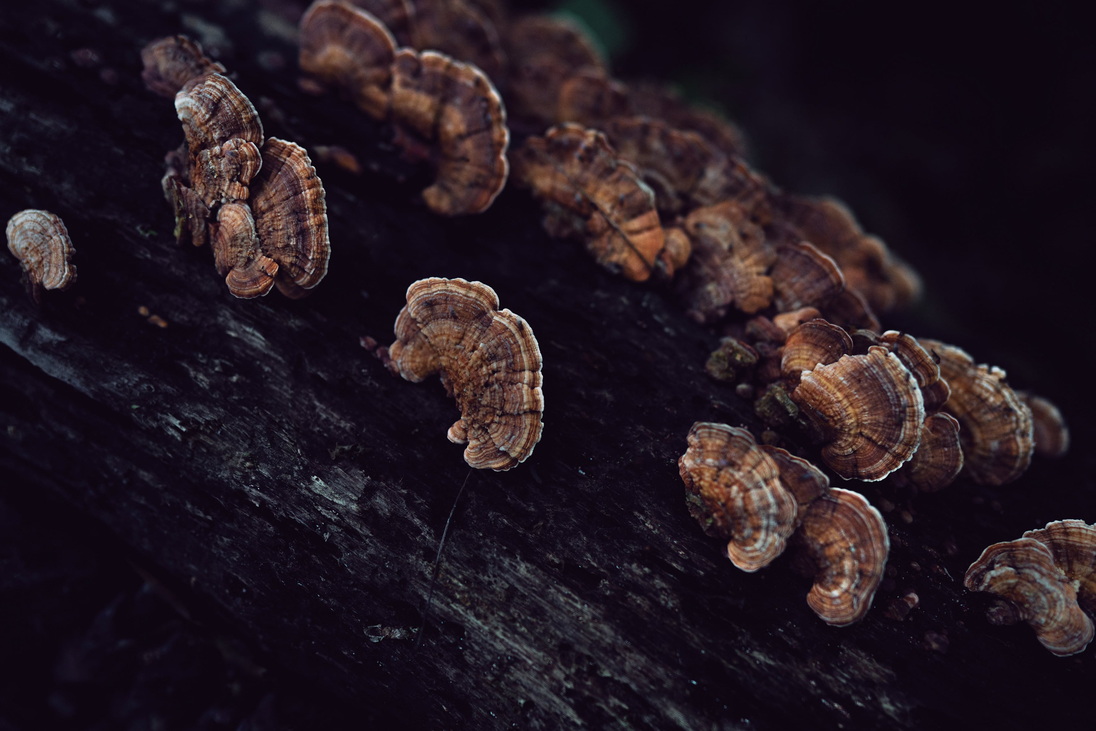 Imagen perteneciente a 'El rastro de la serpiente'.
