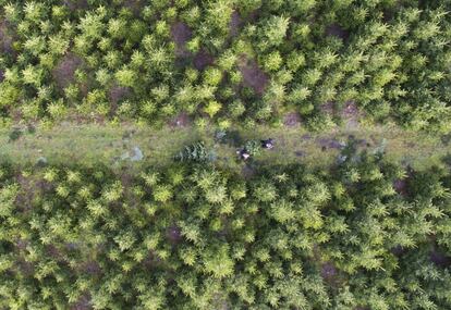 Vista aérea que muestra a una pareja con un árbol de Navidad recién talado en una plantación en Negenborn (Alemania). Más de 20 millones de árboles son vendidos en Alemania cada año en estas fechas.