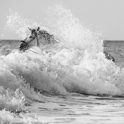 'Triunfo', un PRE de capa torda, entre las olas de El Palmar, una de las playas gaditanas donde Luis Ortega y Alicia Prius realizan su aquaterapia equina.