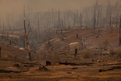 Bosque calcinado tras el paso de las llamas en Mariposa (California). Los incendios que se han registrado en la región han destruido viviendas e infraestructuras y han forzado a evacuar a más de 3.000 residentes.