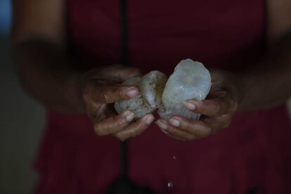 Las medusas de La Muskitia salvan la economía de unas 4.500 familias indígenas de Honduras. Las encargadas de su pesca, recolección y exportación son mayoritariamente mujeres. Las capturan, las procesan y las venden. Llegarán hasta China, donde son consideradas un producto gourmet.