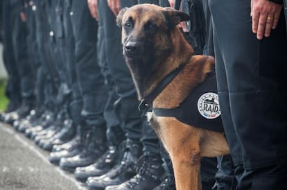 'Diesel', una perra pastor belga utilizada por el cuerpo de operaciones especiales de la policía francesa (RAID), falleció en el operativo contra el grupo yihadista responsable de los atentados de París del pasado noviembre. Su muerte fue comunicada a través de los perfiles en redes sociales de la policía francesa. "Los perros de asalto y de búsqueda de explosivos: indispensables en las misiones del RAID", reconocieron.