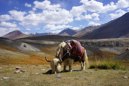 Un yak en el corredor de Wakhan, en Afganistán.