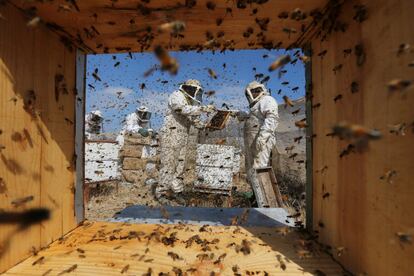 Varios apicultores palestinos obtienen miel en una granja de abejas en Rafah, al sur de la franja de Gaza.