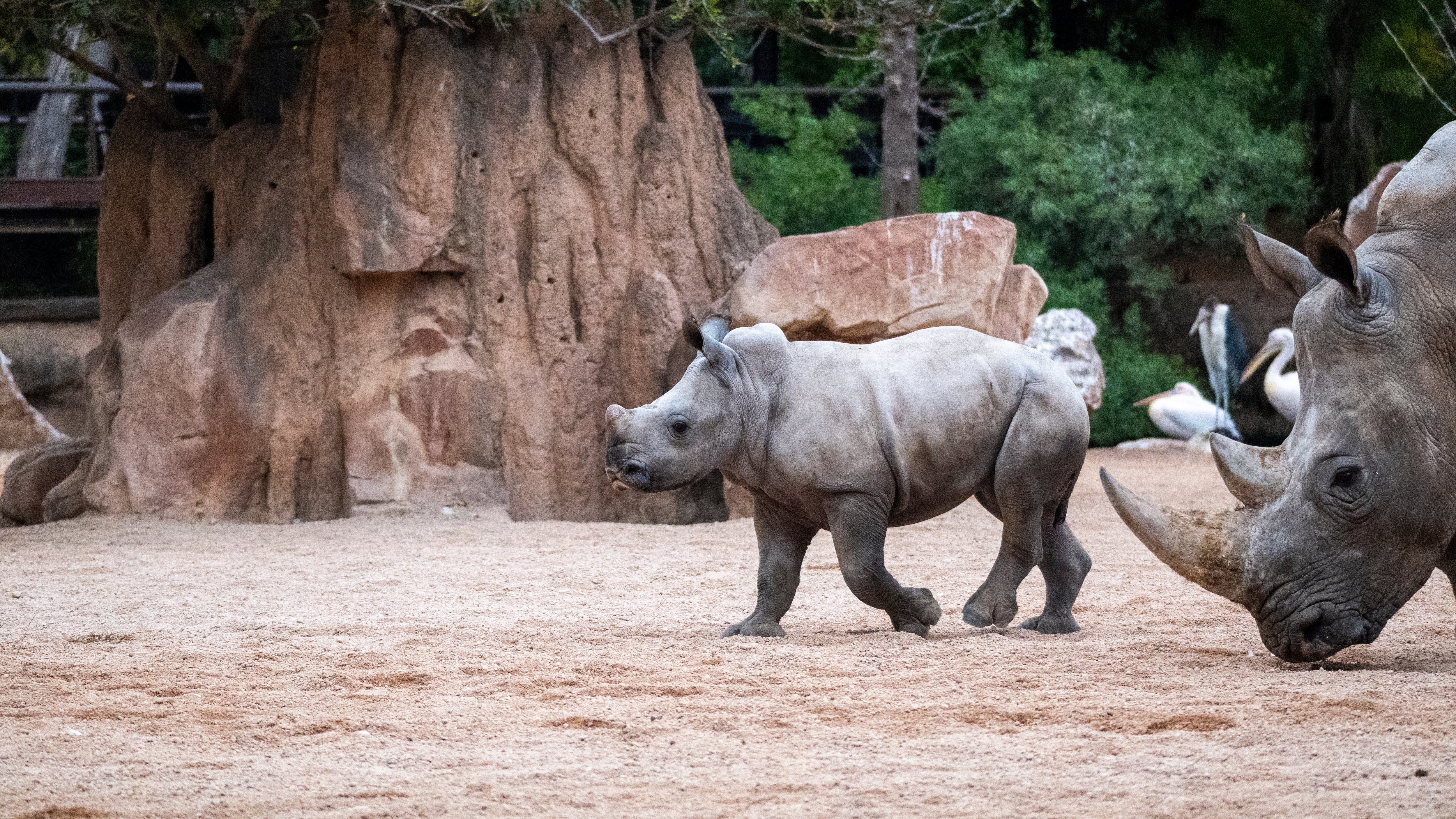 'Kairu', nacido a finales de 2025, y su madre, 'Kwanza', en la sabana de Bioparc Valencia. El rinoceronte blanco es una de las especies más amenazadas.