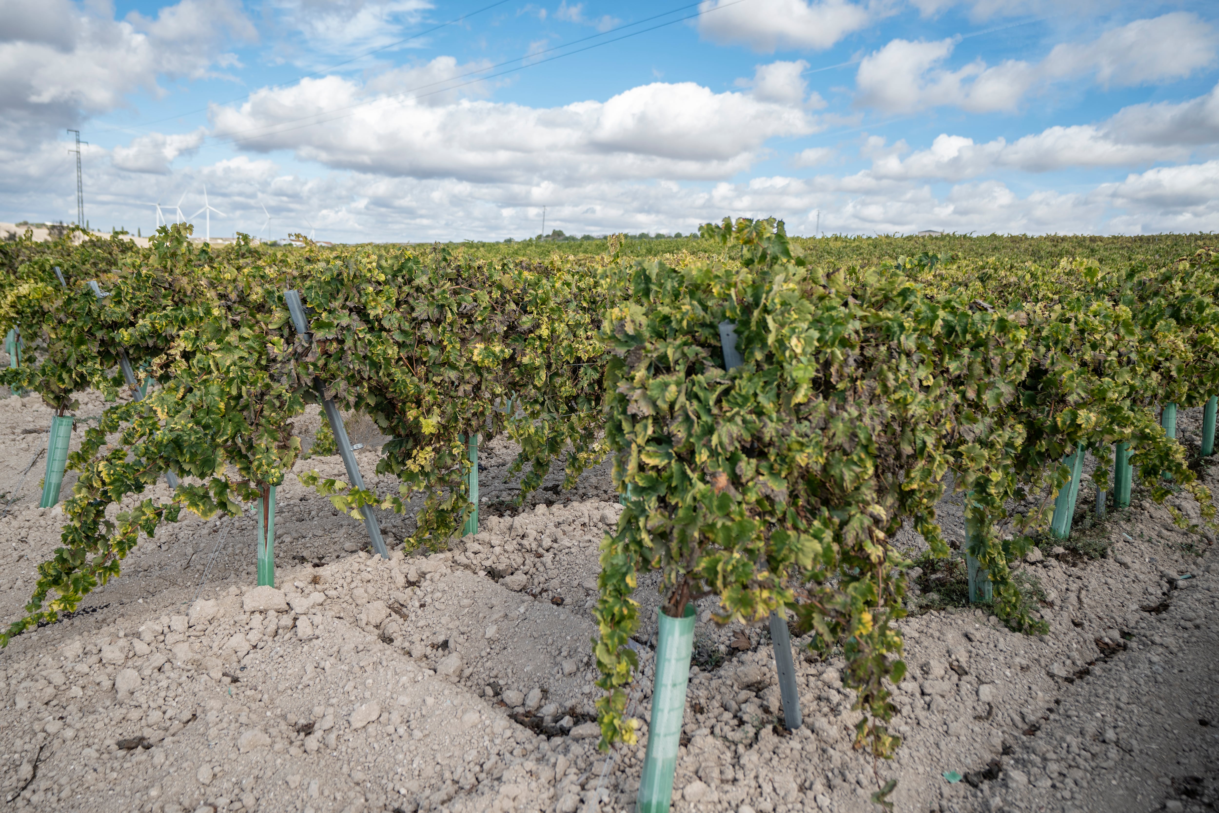 Viñedos de Mosto Candelero.