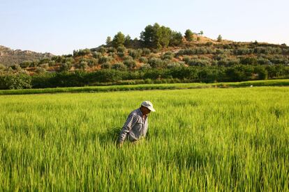 Coto arrocero de Calasparra (Murcia), uno de los 100 espacios incluidos en la plataforma 'online', a la que se unirán próximamente más lugares de todas las comunidades autónomas, informan sus promotores.