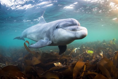 Bottlenose dolphin swimming in the coastal village of Doolin, Clare, Ireland. 