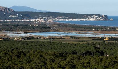 Pinares que forman un conector ecológico en el municipio de Pals.