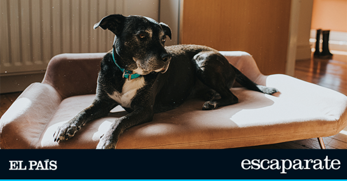 ¿Por qué miles de dueños de mascotas eligen esta cama elevada para sus perros?