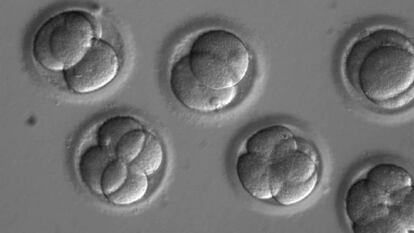 Embriones a los que se aplicó la técnica Crispr