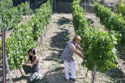 Viñedo de Bodegas Nieto Rascón, en Asturianos (Zamora). EFE/Archivo