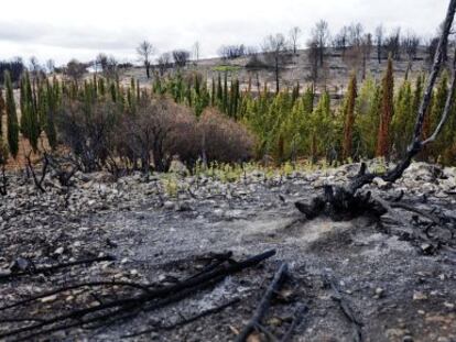 Barrera de cipreses que sobrevivi&oacute; al incendio del pasado julio en J&eacute;rica.